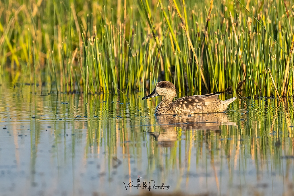 Marbled Duck